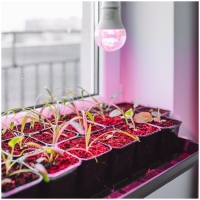 LED крушка за отглеждане на растения LED PLANTY GS E27 11W E27 1200K